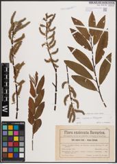 Foto von Salix caprea L. x Salix eleagnos Scop.
